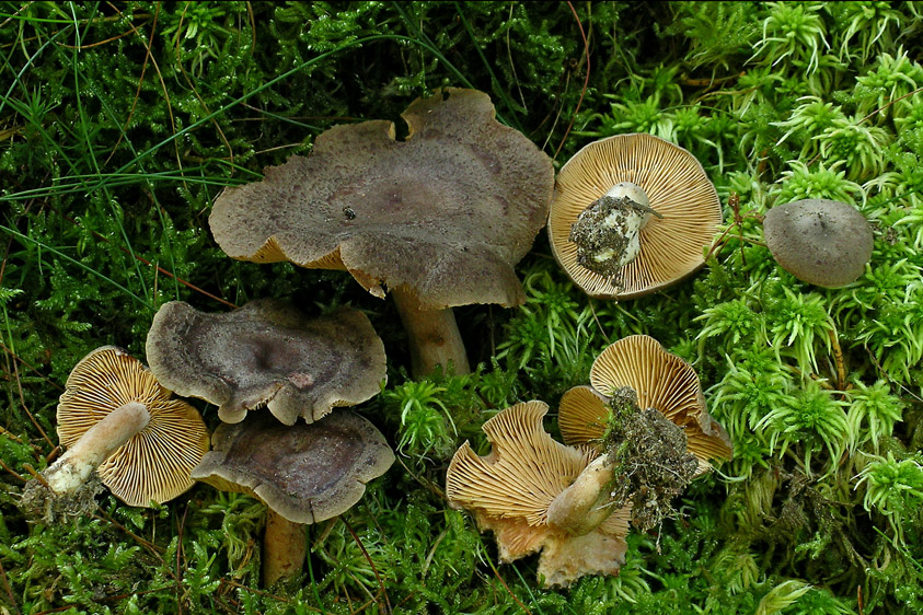 Lactarius mammosus (door Henk Huijser)