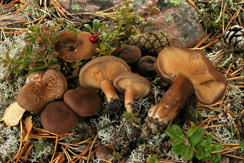 Lactarius mammosus (door Henk Huijser)