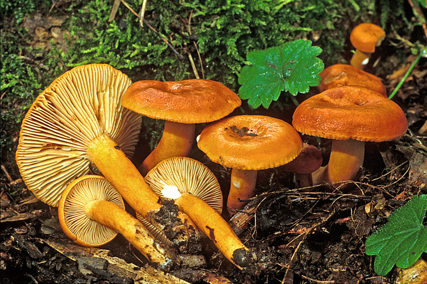 Lactarius aurantiacus (door Henk Huijser)