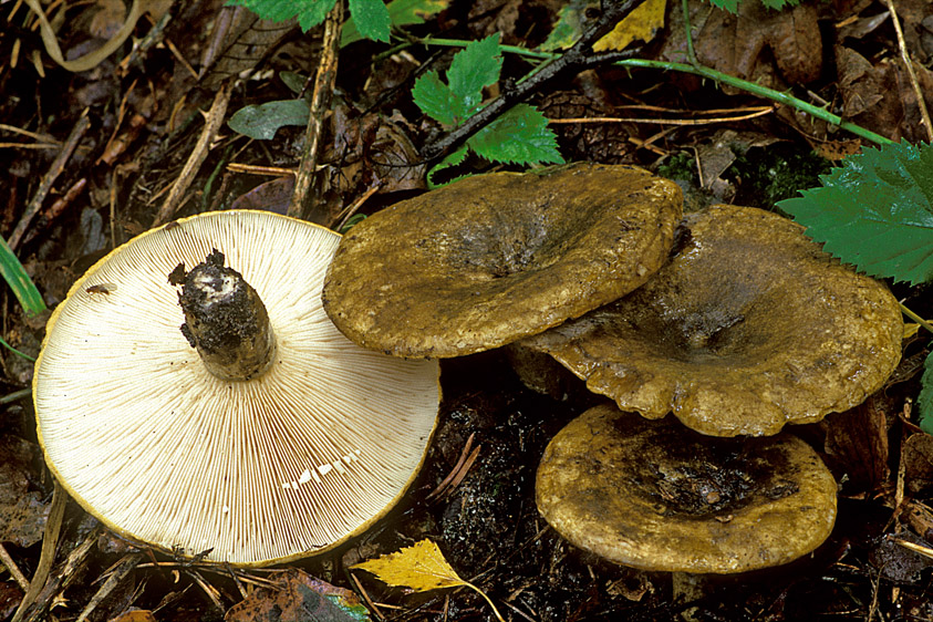 Lactarius necator (door Henk Huijser)