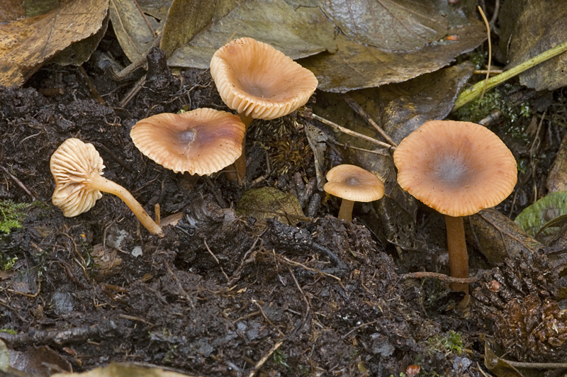 Lactarius obscuratus (door Nico Dam)