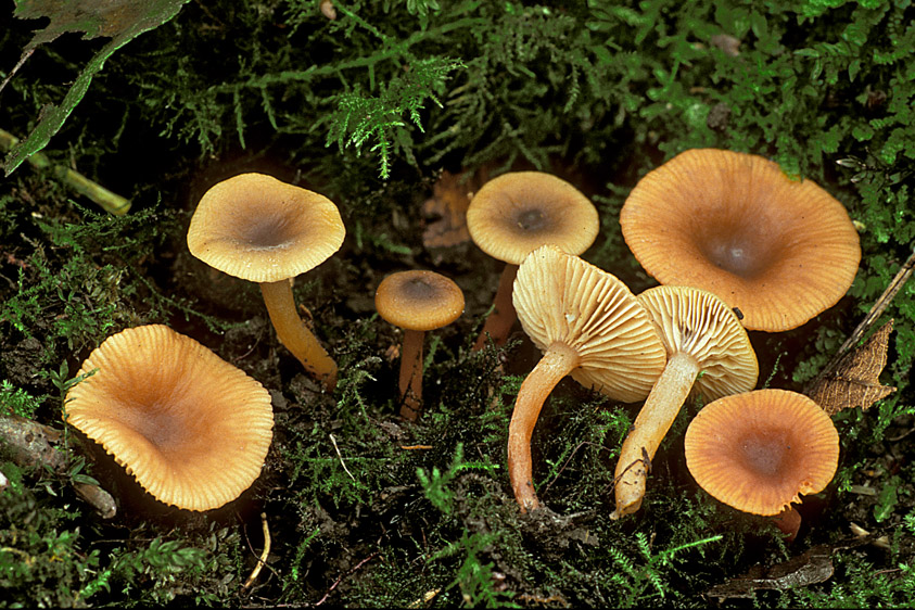 Lactarius obscuratus (door Henk Huijser)