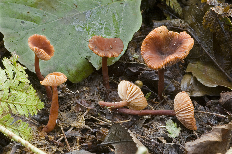 Lactarius omphaliformis (door Nico Dam)