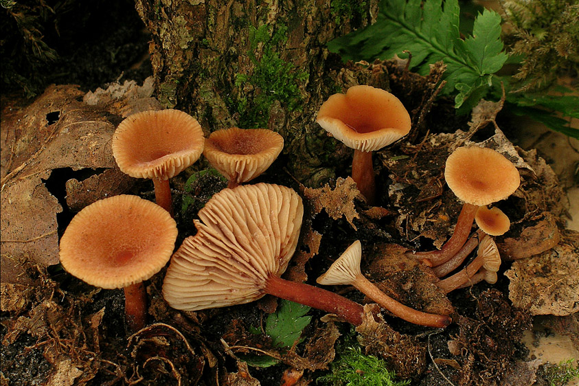 Lactarius omphaliformis (door Henk Huijser)