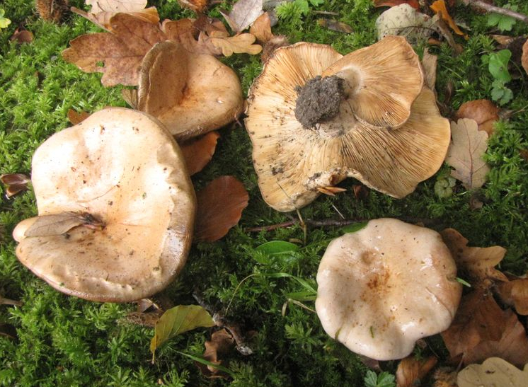 Lactarius pallidus (door Gert Immerzeel)