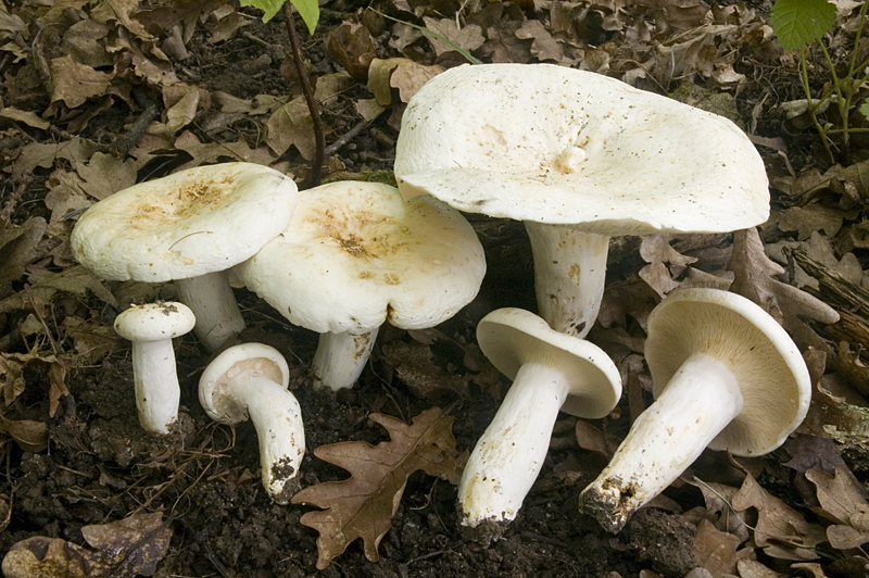 Lactifluus piperatus (door Nico Dam)