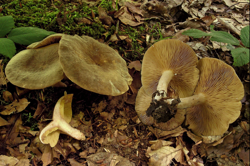 Lactarius pterosporus (door Henk Huijser)