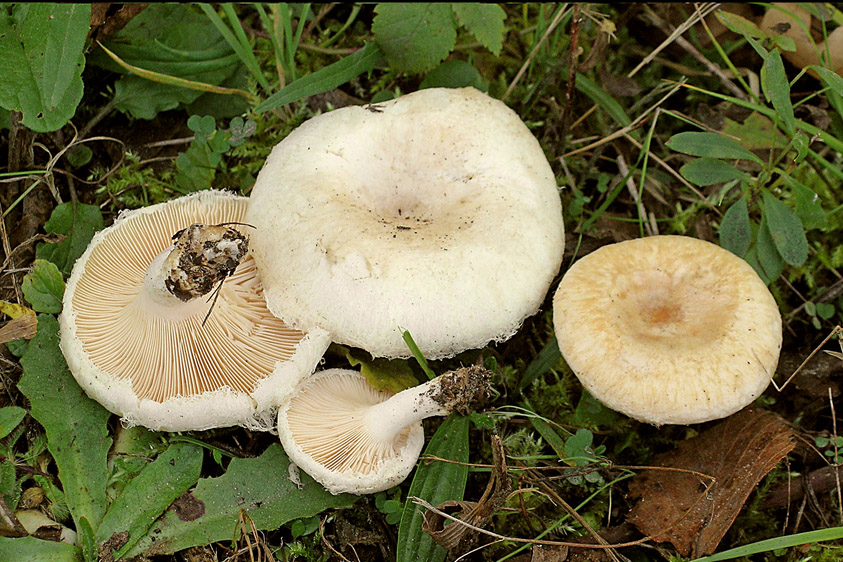 Lactarius pubescens (door Henk Huijser)