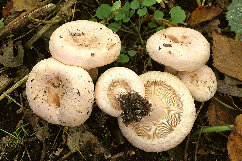 Lactarius pubescens (door Henk Huijser)