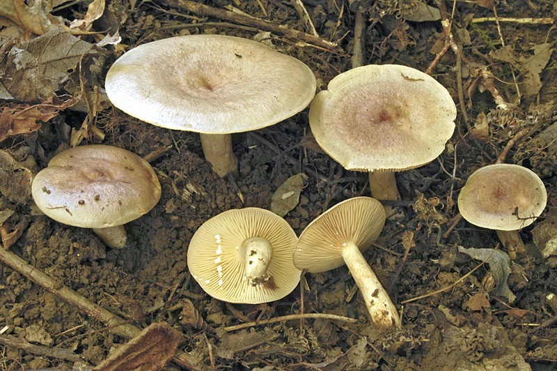 Lactarius pyrogalus (door Nico Dam)