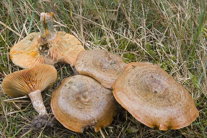 Lactarius quieticolor (door Nico Dam)