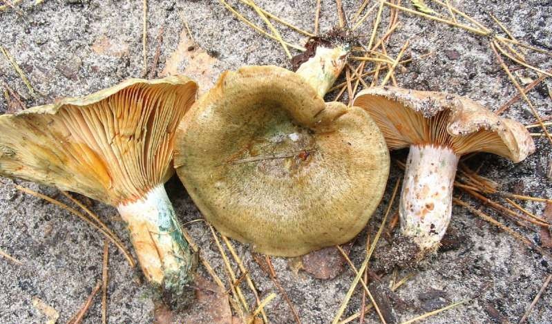 Lactarius quieticolor (door Martijn Oud)