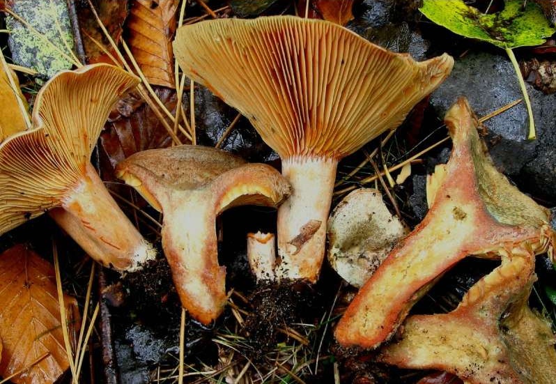 Lactarius quieticolor (door Martijn Oud)