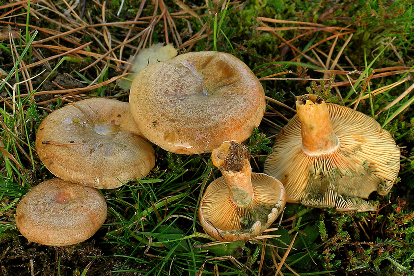 Lactarius quieticolor (door Henk Huijser)