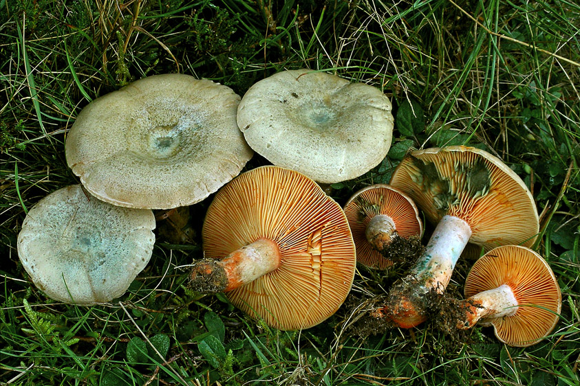 Lactarius quieticolor (door Henk Huijser)