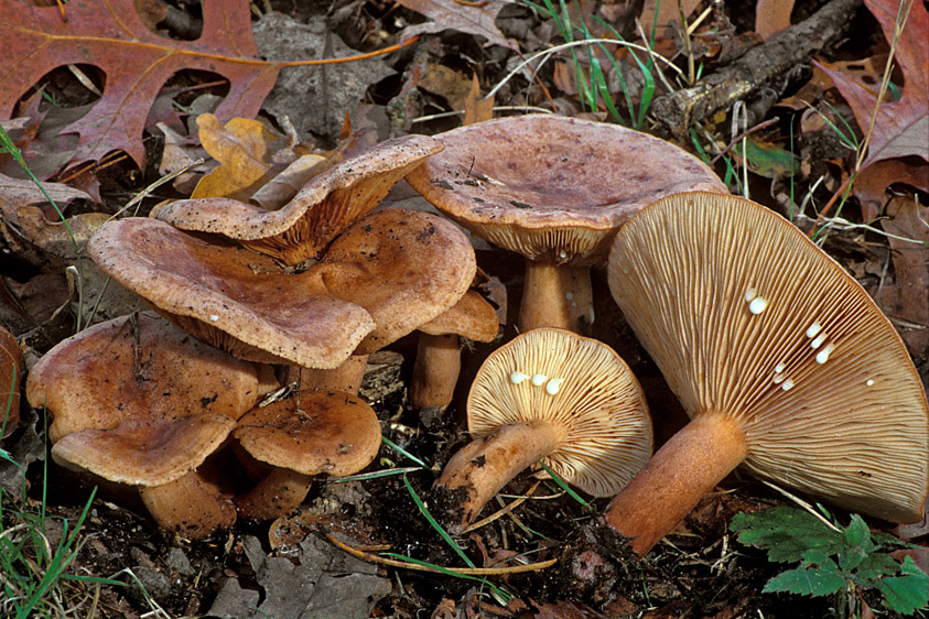 Lactarius quietus (door Henk Huijser)