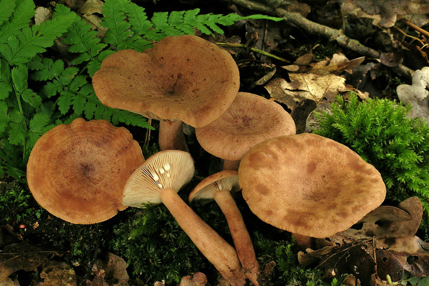 Lactarius quietus (door Henk Huijser)