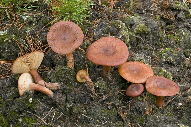 Lactarius rufus (door Nico Dam)