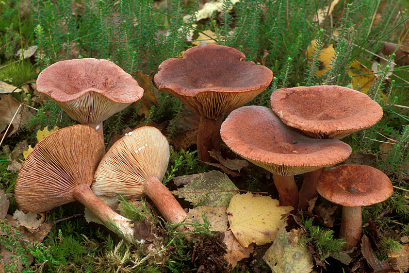 Lactarius rufus (door Henk Huijser)