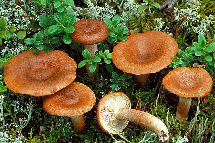 Lactarius rufus (door Henk Huijser)