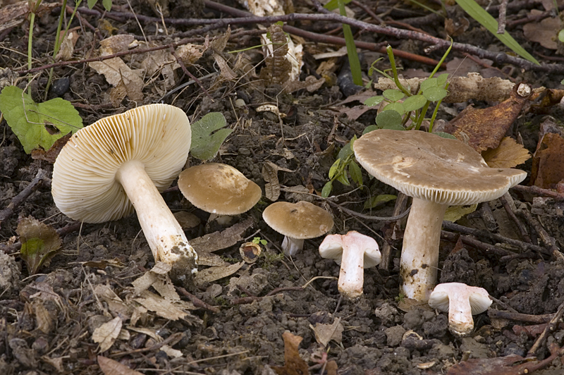 Lactarius ruginosus (door Nico Dam)