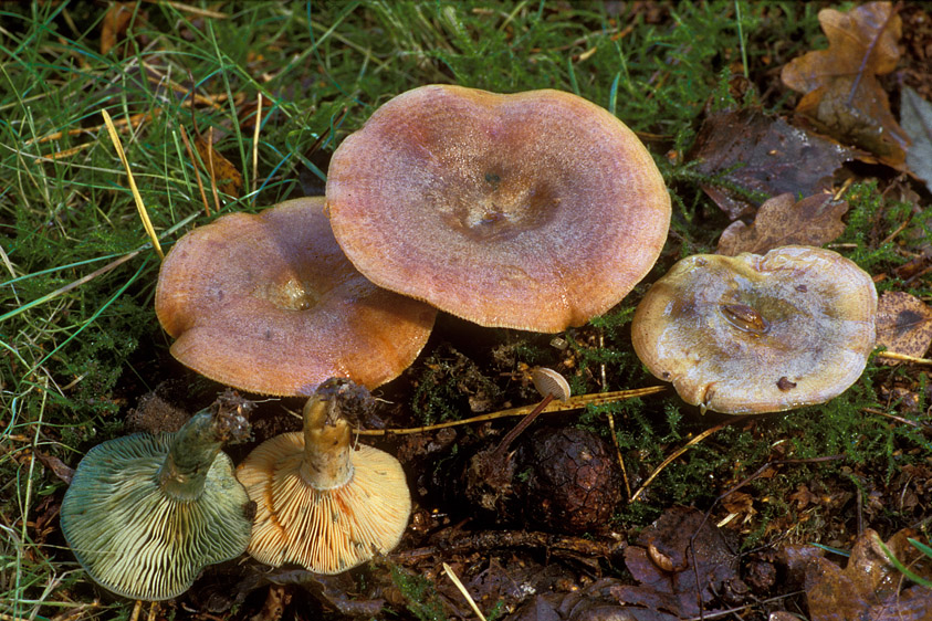 Lactarius semisanguifluus (door Henk Huijser)