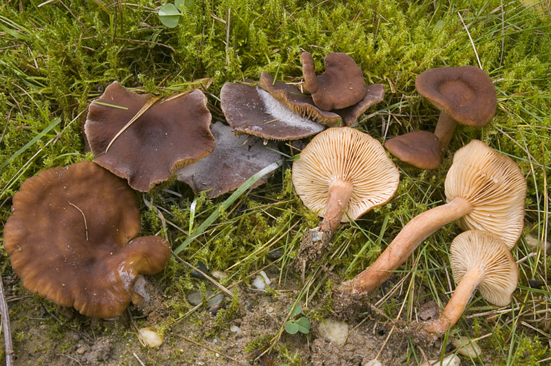 Lactarius serifluus ss (door Nico Dam)