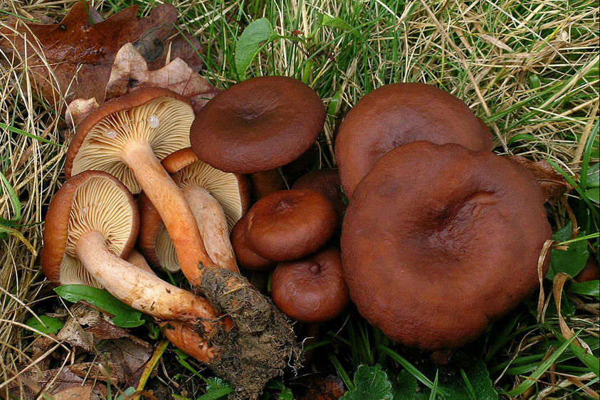 Lactarius serifluus ss (door Henk Huijser)