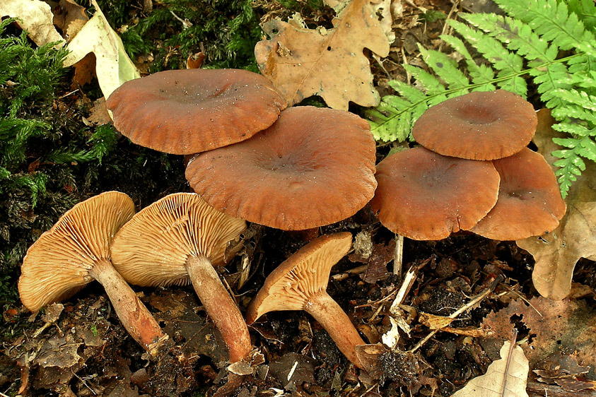 Lactarius serifluus ss (door Henk Huijser)