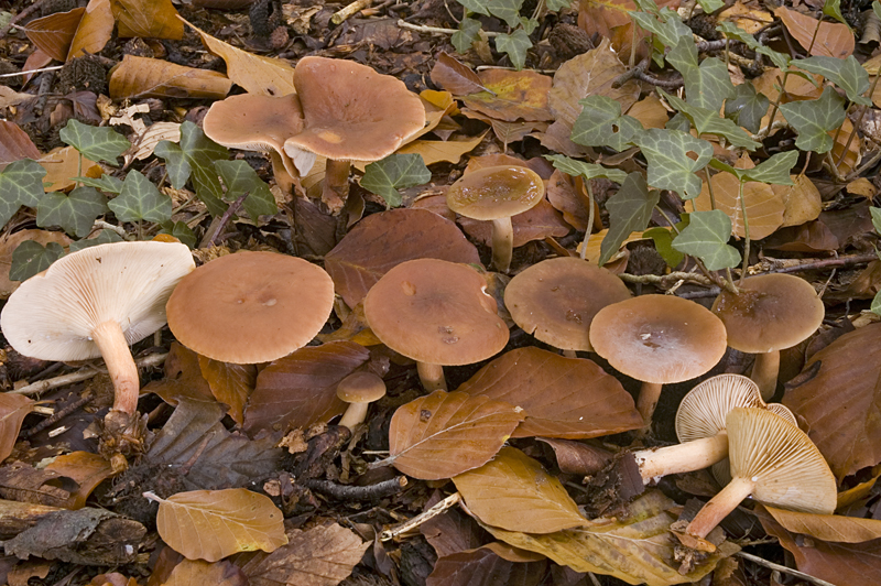 Lactarius subdulcis (door Nico Dam)