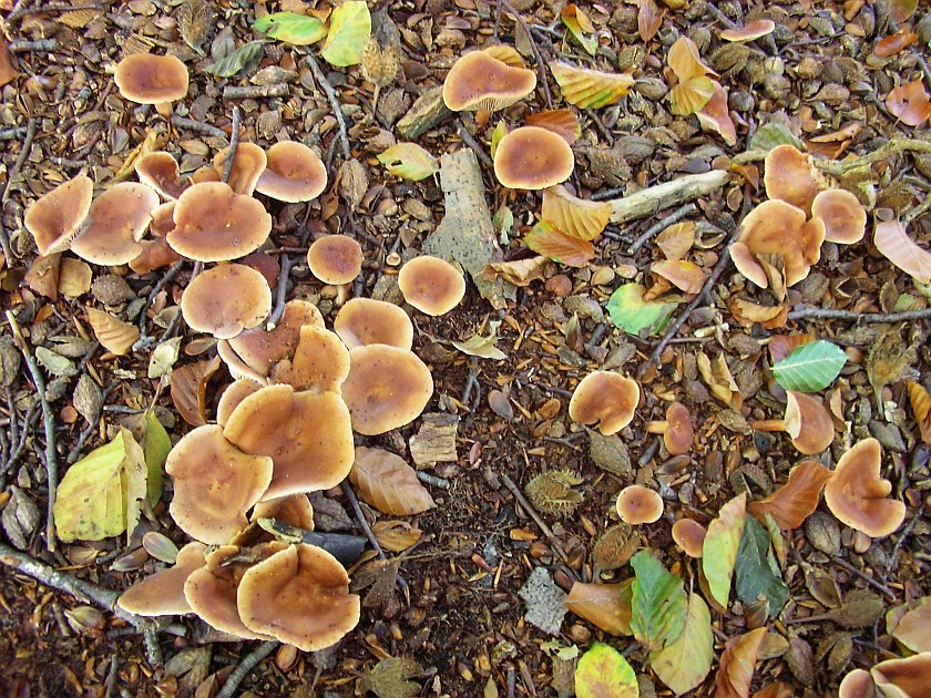 Lactarius subdulcis (door Aldert Gutter)