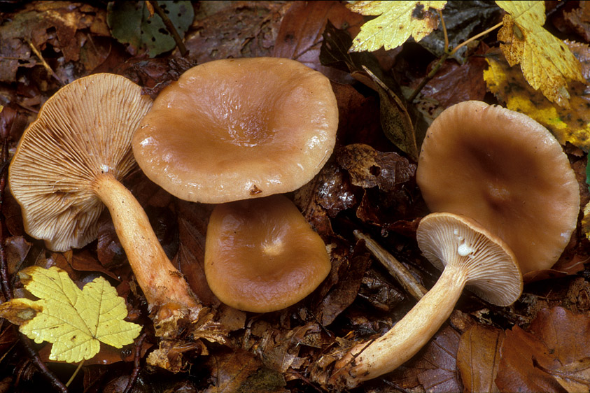 Lactarius subdulcis (door Henk Huijser)