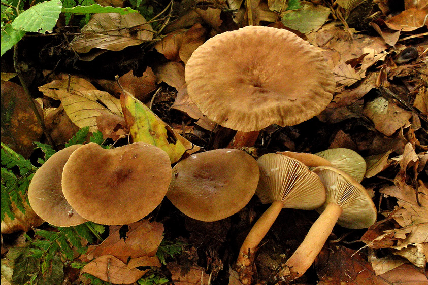 Lactarius subdulcis (door Henk Huijser)