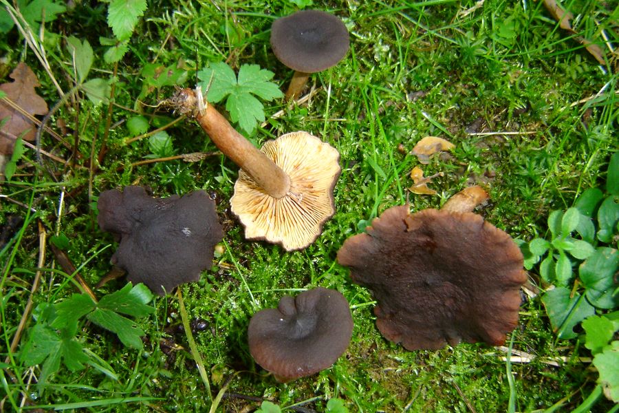 Lactarius subumbonatus (door Gert Immerzeel)