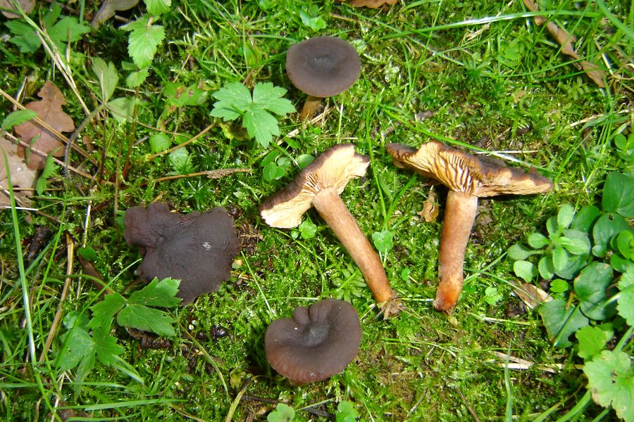 Lactarius subumbonatus (door Gert Immerzeel)