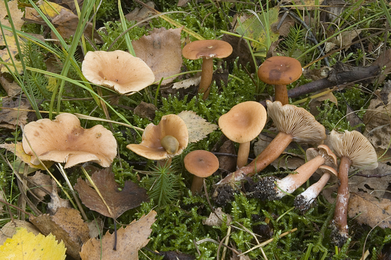 Lactarius tabidus (door Nico Dam)