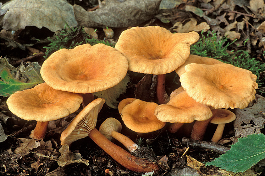 Lactarius tabidus (door Henk Huijser)