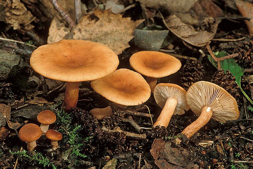 Lactarius tabidus (door Henk Huijser)