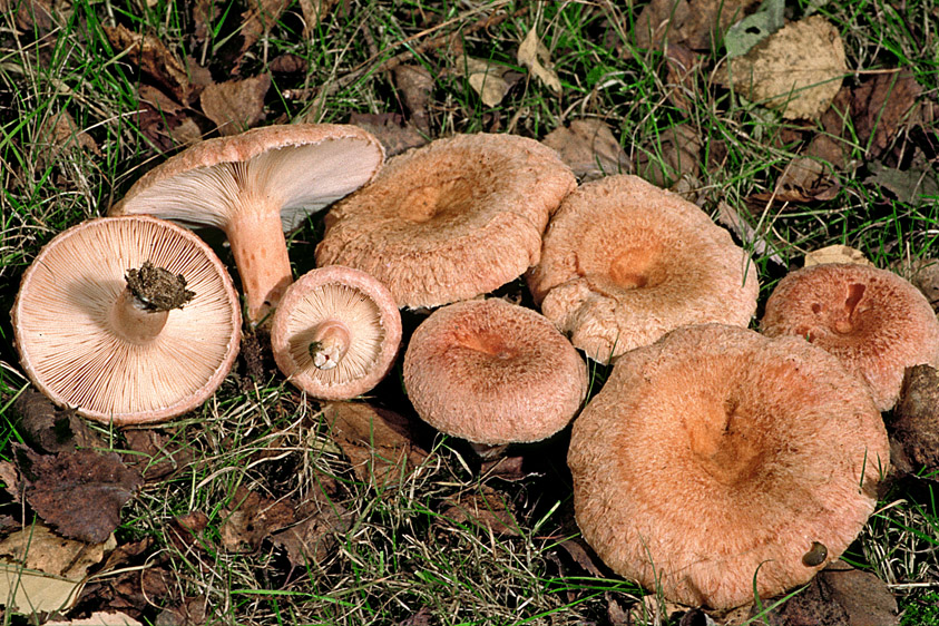 Lactarius torminosus (door Henk Huijser)