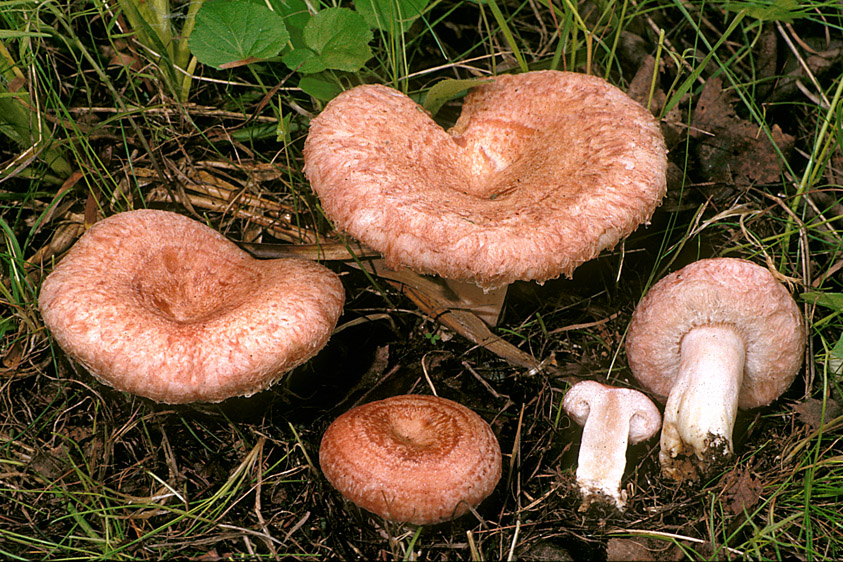 Lactarius torminosus (door Henk Huijser)