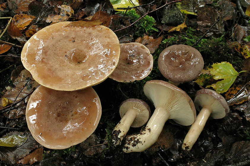 Lactarius trivialis (door Henk Huijser)