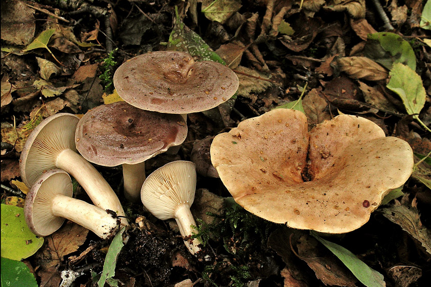 Lactarius trivialis (door Henk Huijser)