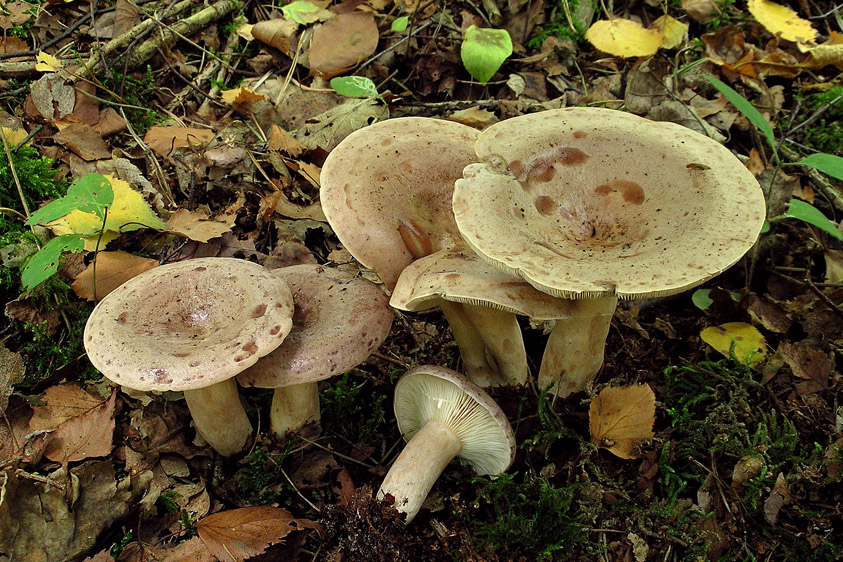 Lactarius trivialis (door Henk Huijser)