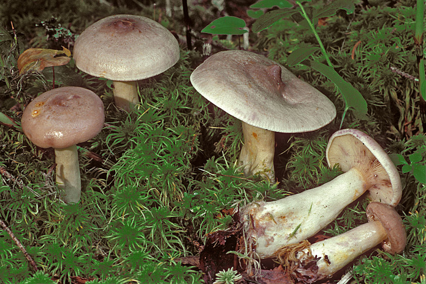 Lactarius uvidus (door Henk Huijser)