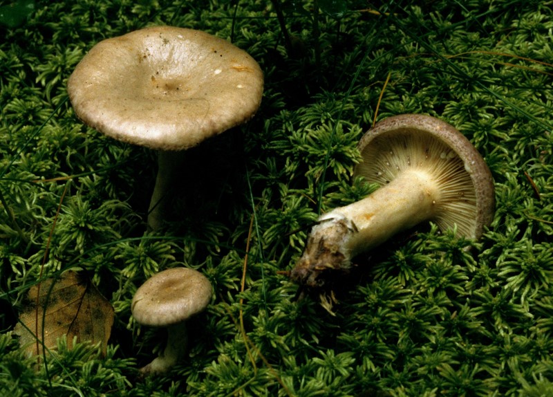 Lactarius uvidus (door Eef Arnolds)