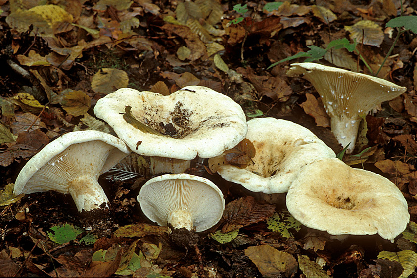 Lactifluus vellereus (door Henk Huijser)