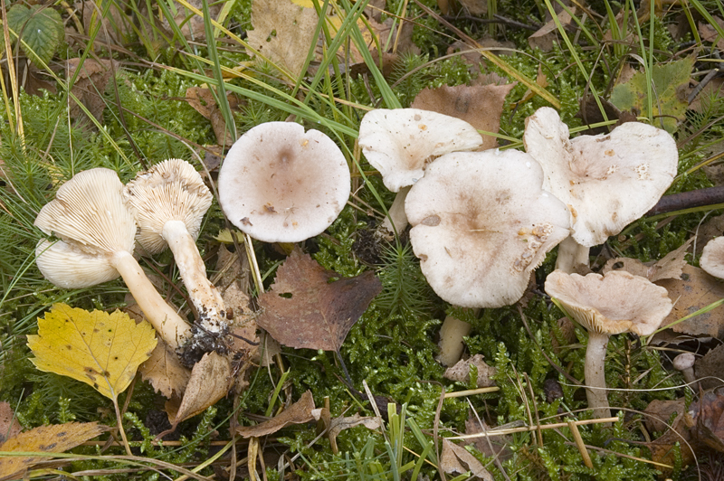 Lactarius vietus (door Nico Dam)