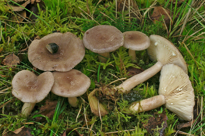 Lactarius vietus (door Henk Huijser)