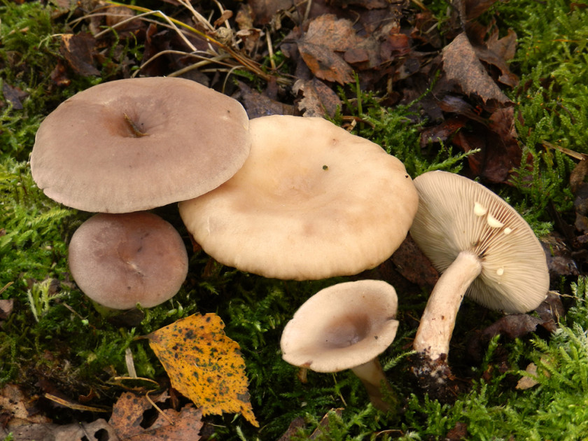 Lactarius vietus (door Jaap Wisman)