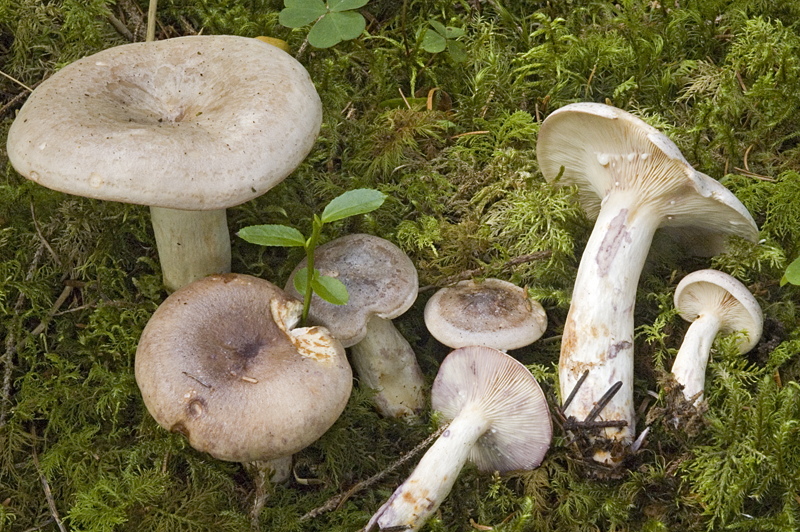 Lactarius violascens (door Nico Dam)